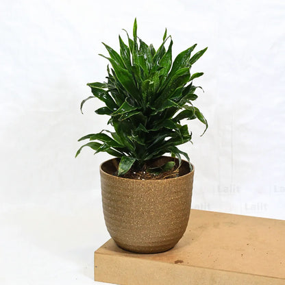 Buy Dracaena Compacta (Dracaena Deremensis) – Plant Online at Lalitenterprise