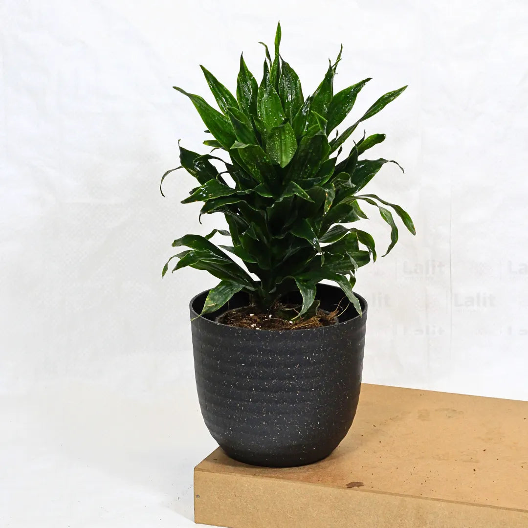 Buy Dracaena Compacta (Dracaena Deremensis) – Plant Online at Lalitenterprise