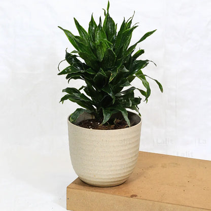 Buy Dracaena Compacta (Dracaena Deremensis) – Plant Online at Lalitenterprise