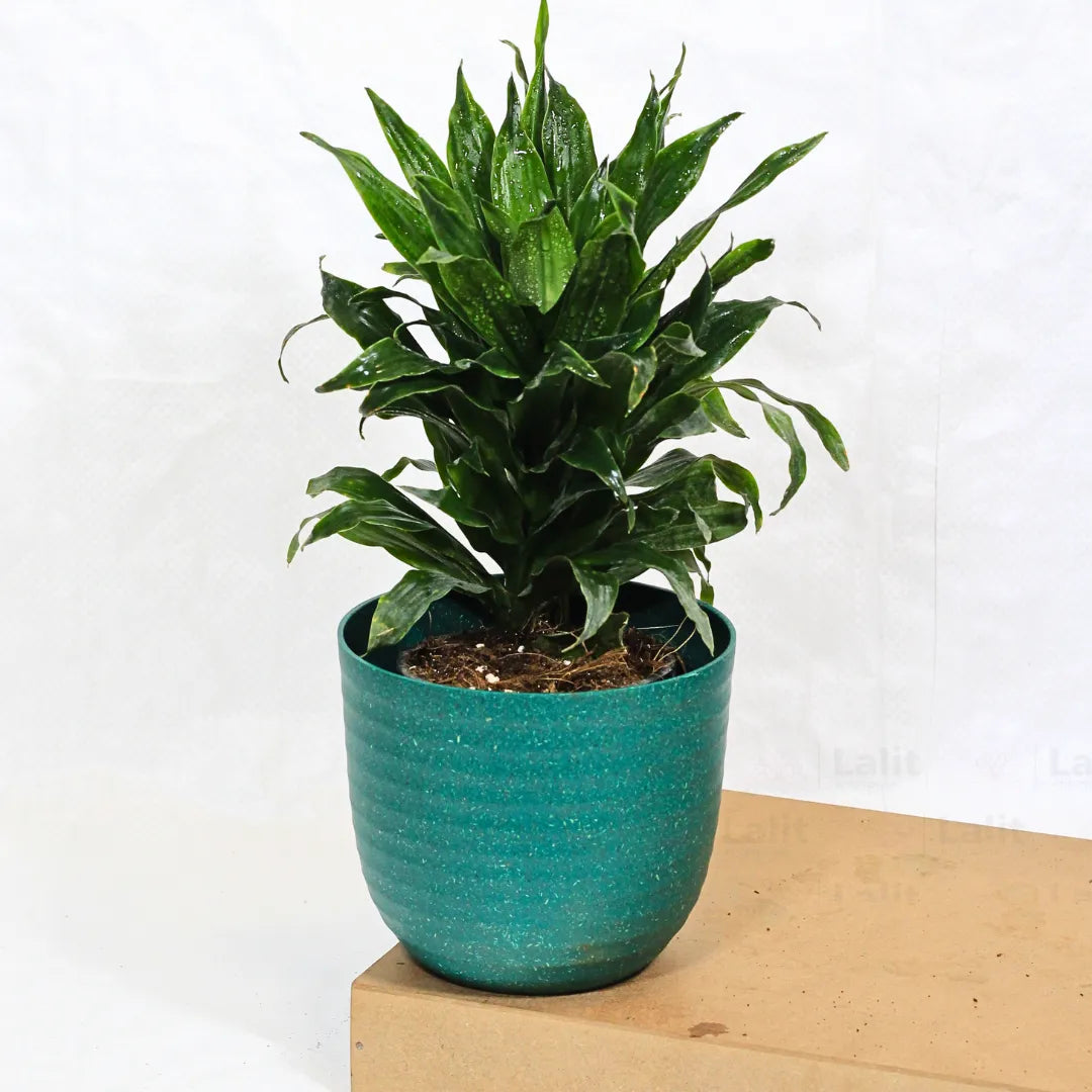 Buy Dracaena Compacta (Dracaena Deremensis) – Plant Online at Lalitenterprise