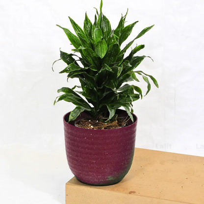 Buy Dracaena Compacta (Dracaena Deremensis) – Plant Online at Lalitenterprise