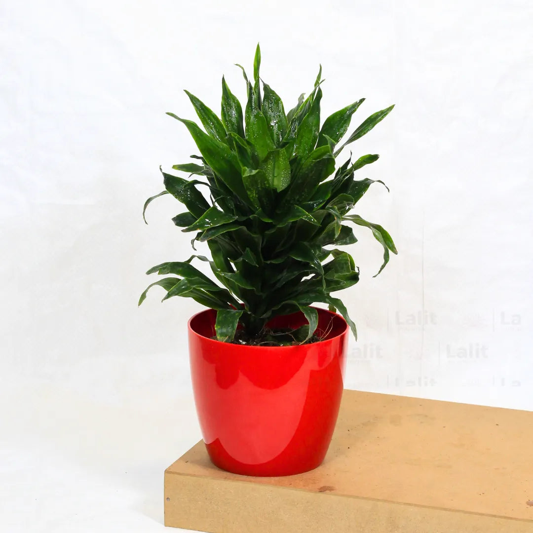 Buy Dracaena Compacta (Dracaena Deremensis) – Plant Online at Lalitenterprise