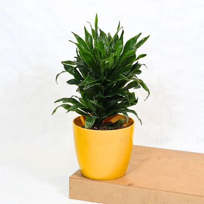 Buy Dracaena Compacta (Dracaena Deremensis) – Plant Online at Lalitenterprise