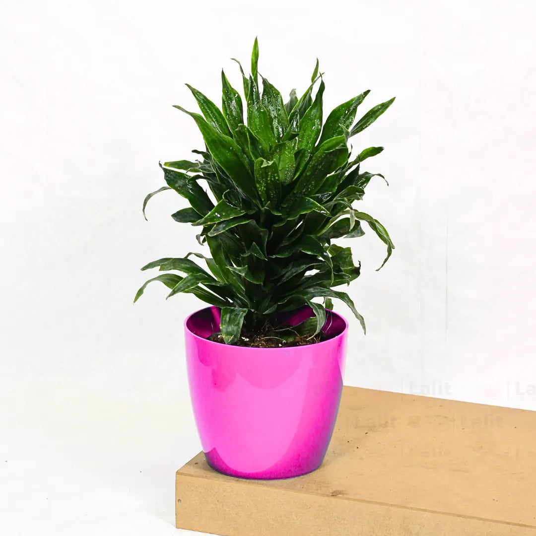 Buy Dracaena Compacta (Dracaena Deremensis) – Plant Online at Lalitenterprise