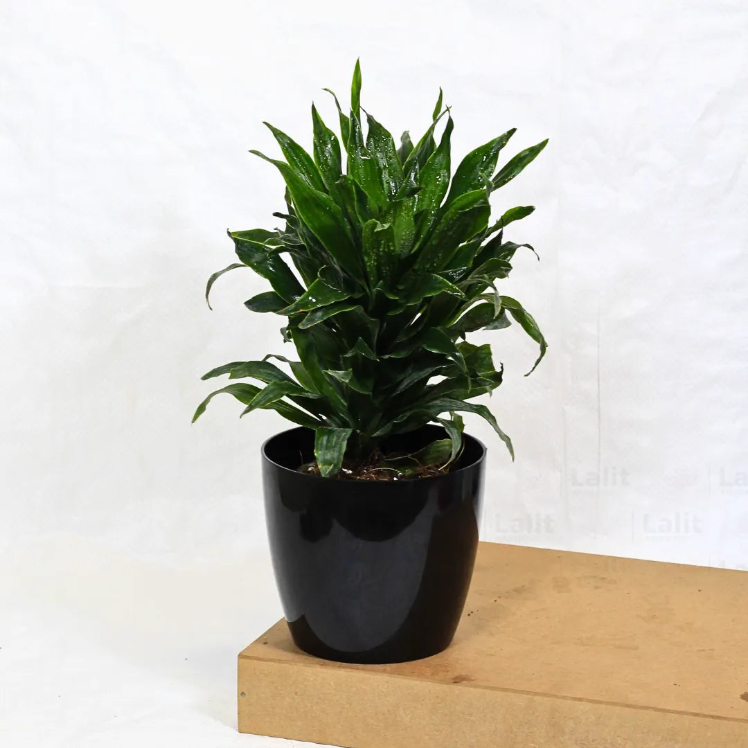 Buy Dracaena Compacta (Dracaena Deremensis) – Plant Online at Lalitenterprise