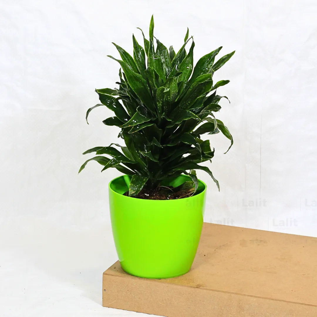 Buy Dracaena Compacta (Dracaena Deremensis) – Plant Online at Lalitenterprise