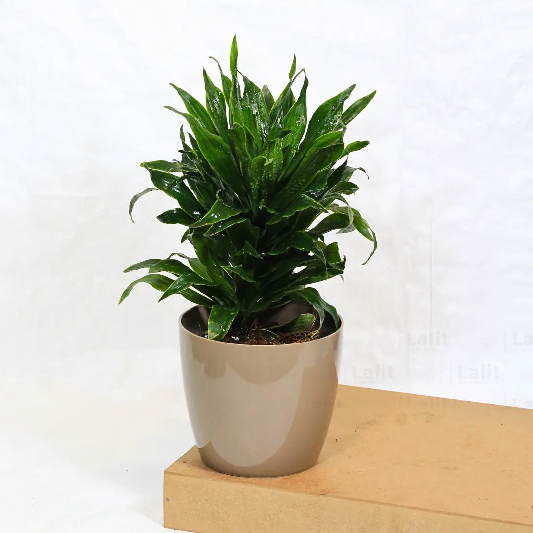 Buy Dracaena Compacta (Dracaena Deremensis) – Plant Online at Lalitenterprise