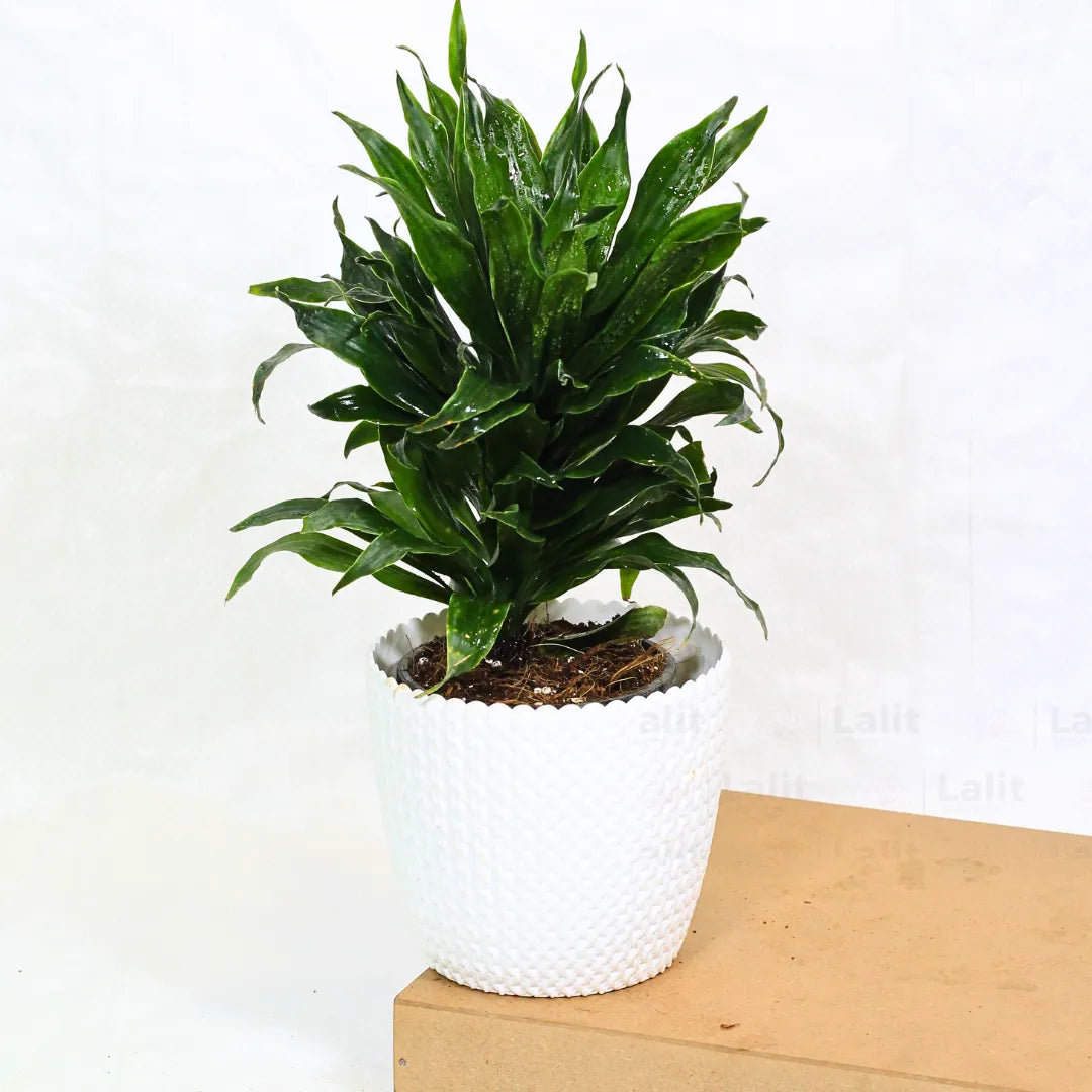 Buy Dracaena Compacta (Dracaena Deremensis) – Plant Online at Lalitenterprise