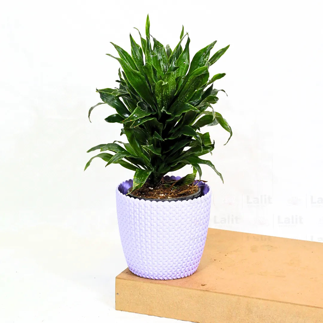 Buy Dracaena Compacta (Dracaena Deremensis) – Plant Online at Lalitenterprise