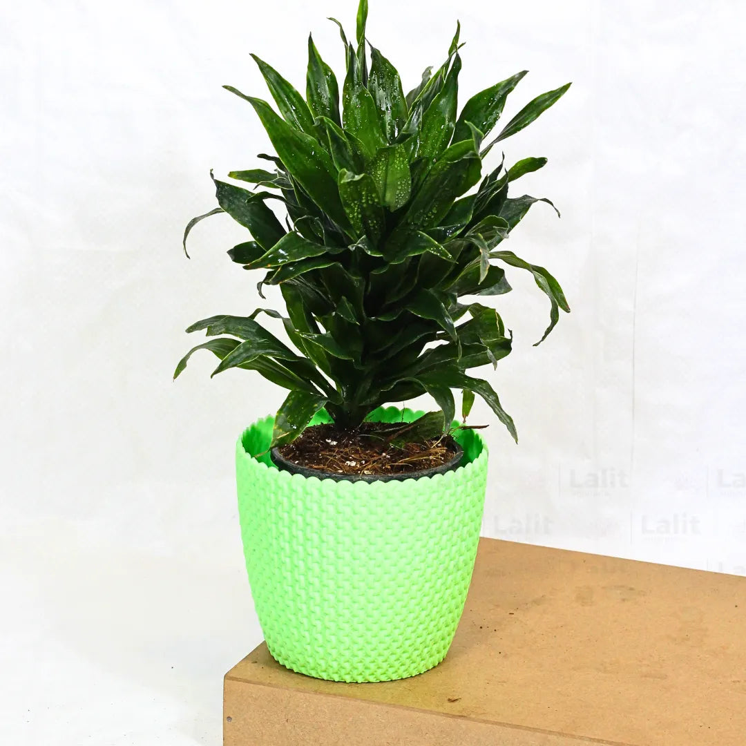 Buy Dracaena Compacta (Dracaena Deremensis) – Plant Online at Lalitenterprise