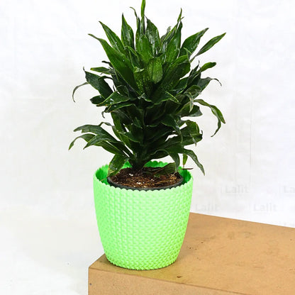 Buy Dracaena Compacta (Dracaena Deremensis) – Plant Online at Lalitenterprise