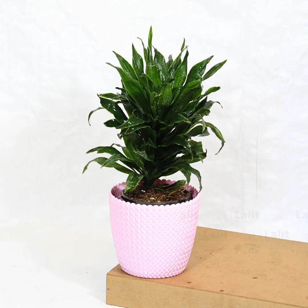 Buy Dracaena Compacta (Dracaena Deremensis) – Plant Online at Lalitenterprise