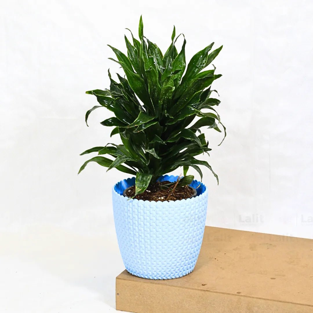 Buy Dracaena Compacta (Dracaena Deremensis) – Plant Online at Lalitenterprise