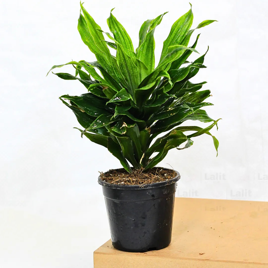 Buy Dracaena Compacta (Dracaena Deremensis) – Plant Online at Lalitenterprise