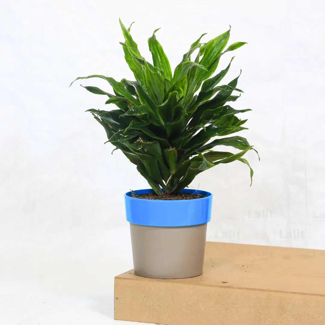 Buy Dracaena Compacta (Dracaena Deremensis) – Plant Online at Lalitenterprise