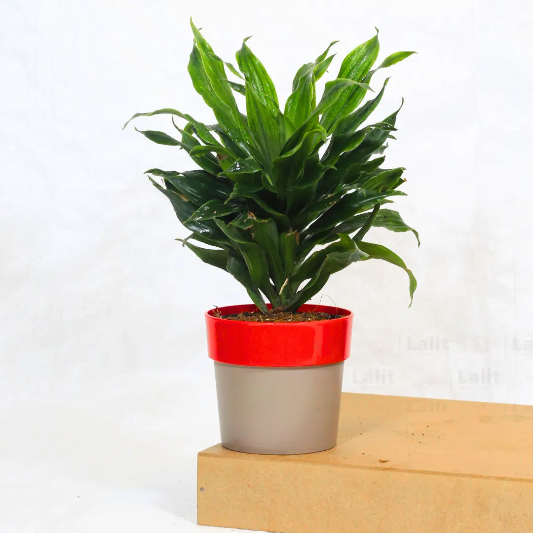 Buy Dracaena Compacta (Dracaena Deremensis) – Plant Online at Lalitenterprise