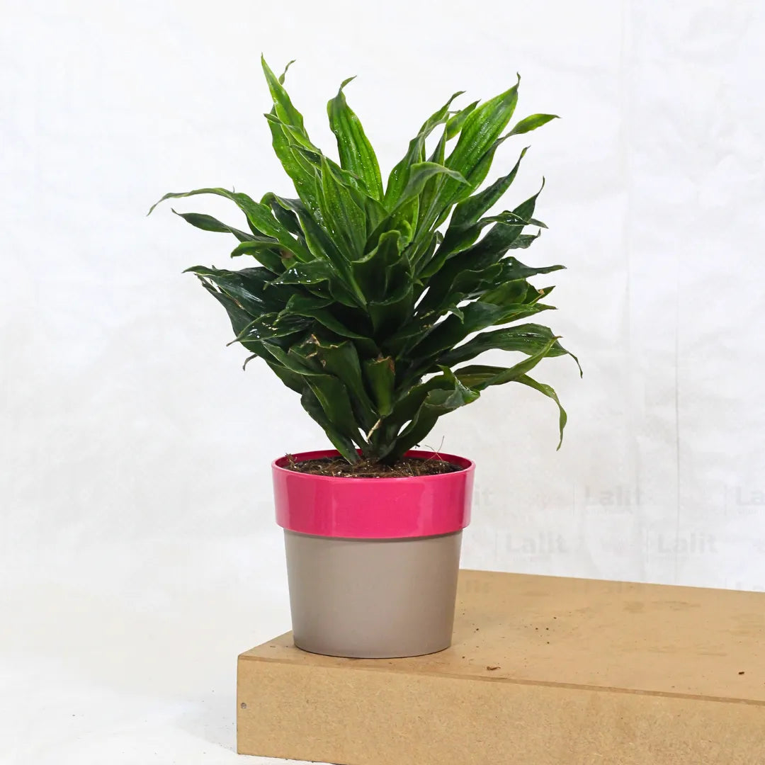 Buy Dracaena Compacta (Dracaena Deremensis) – Plant Online at Lalitenterprise