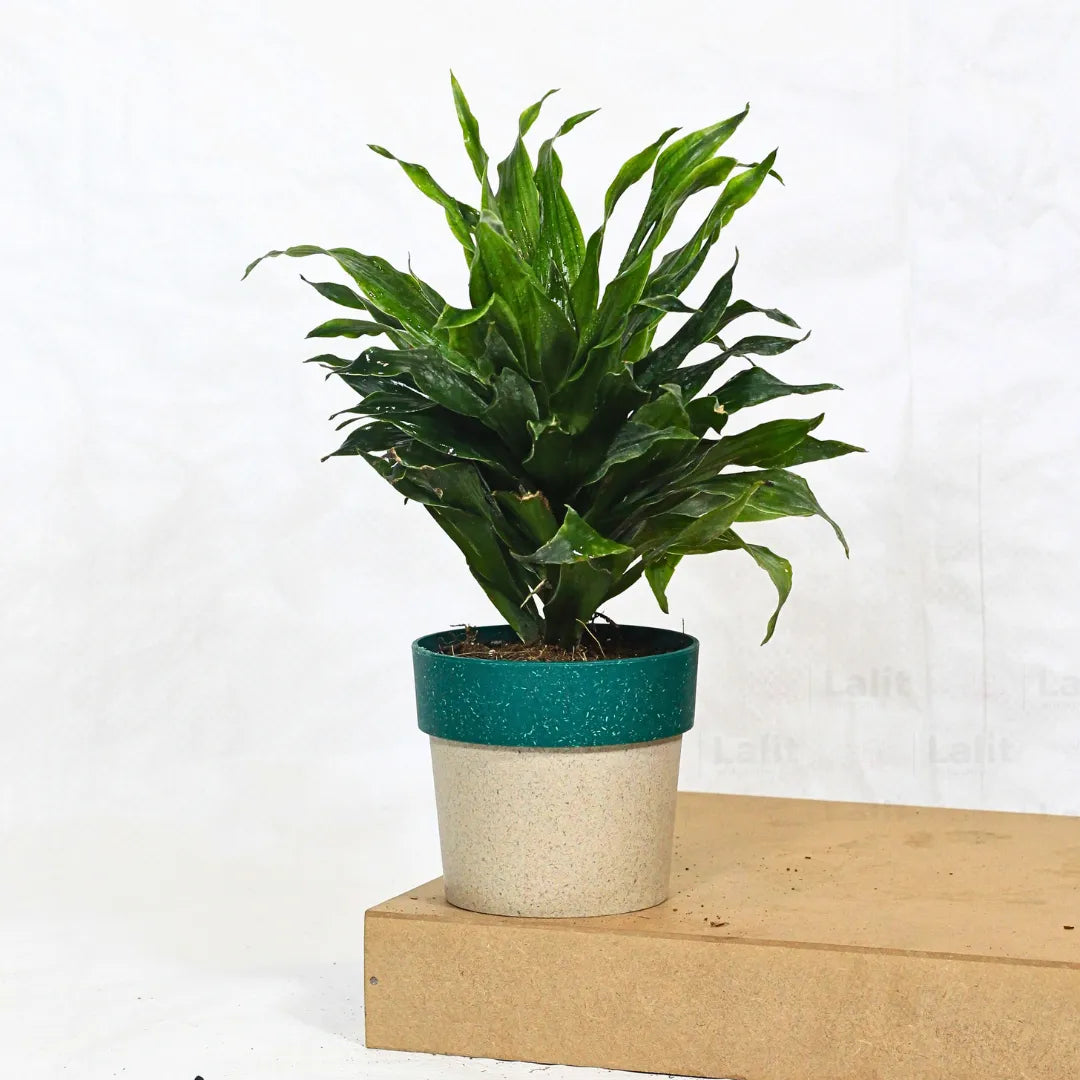 Buy Dracaena Compacta (Dracaena Deremensis) – Plant Online at Lalitenterprise