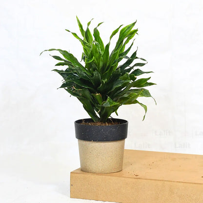 Buy Dracaena Compacta (Dracaena Deremensis) – Plant Online at Lalitenterprise