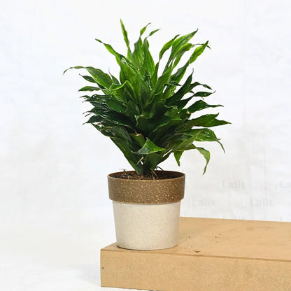 Buy Dracaena Compacta (Dracaena Deremensis) – Plant Online at Lalitenterprise