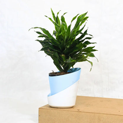 Buy Dracaena Compacta (Dracaena Deremensis) – Plant Online at Lalitenterprise