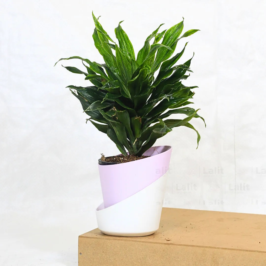 Buy Dracaena Compacta (Dracaena Deremensis) – Plant Online at Lalitenterprise