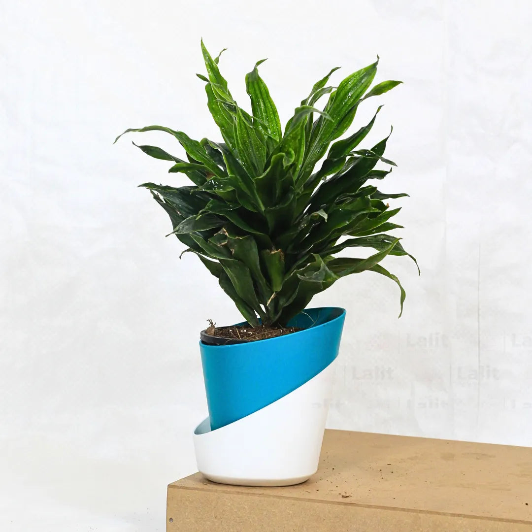 Buy Dracaena Compacta (Dracaena Deremensis) – Plant Online at Lalitenterprise