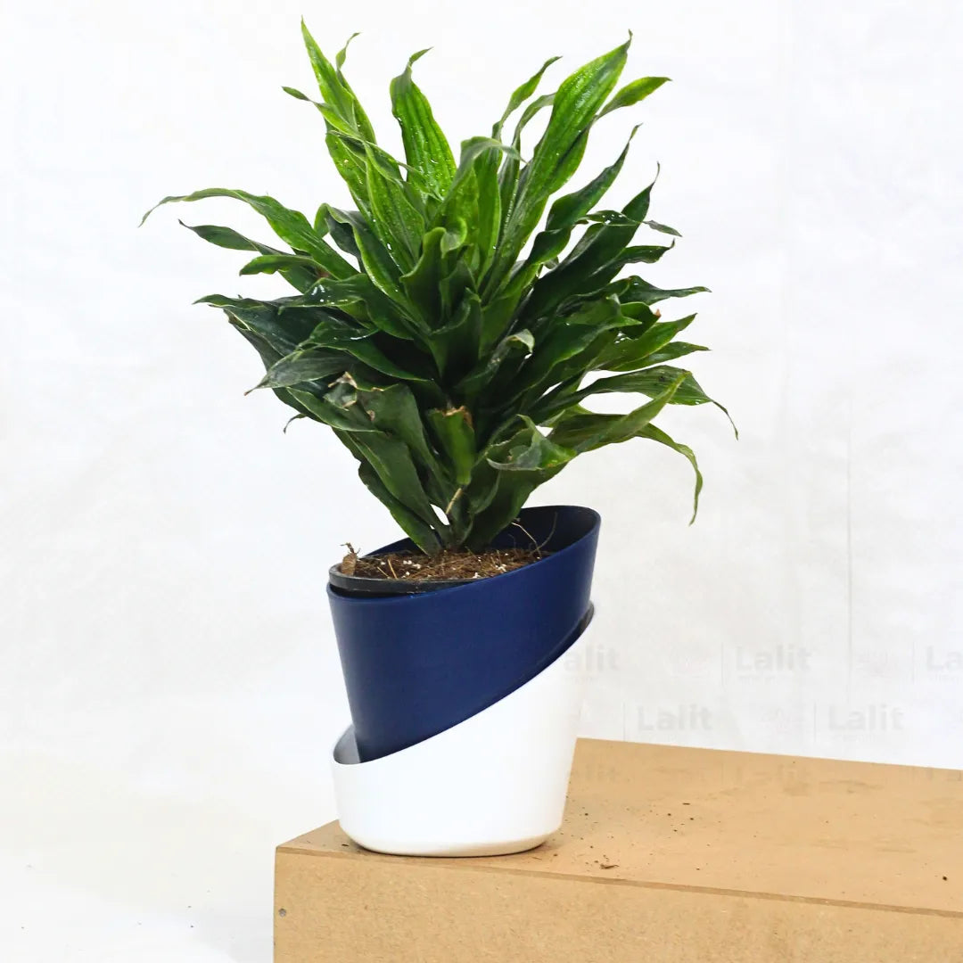 Buy Dracaena Compacta (Dracaena Deremensis) – Plant Online at Lalitenterprise