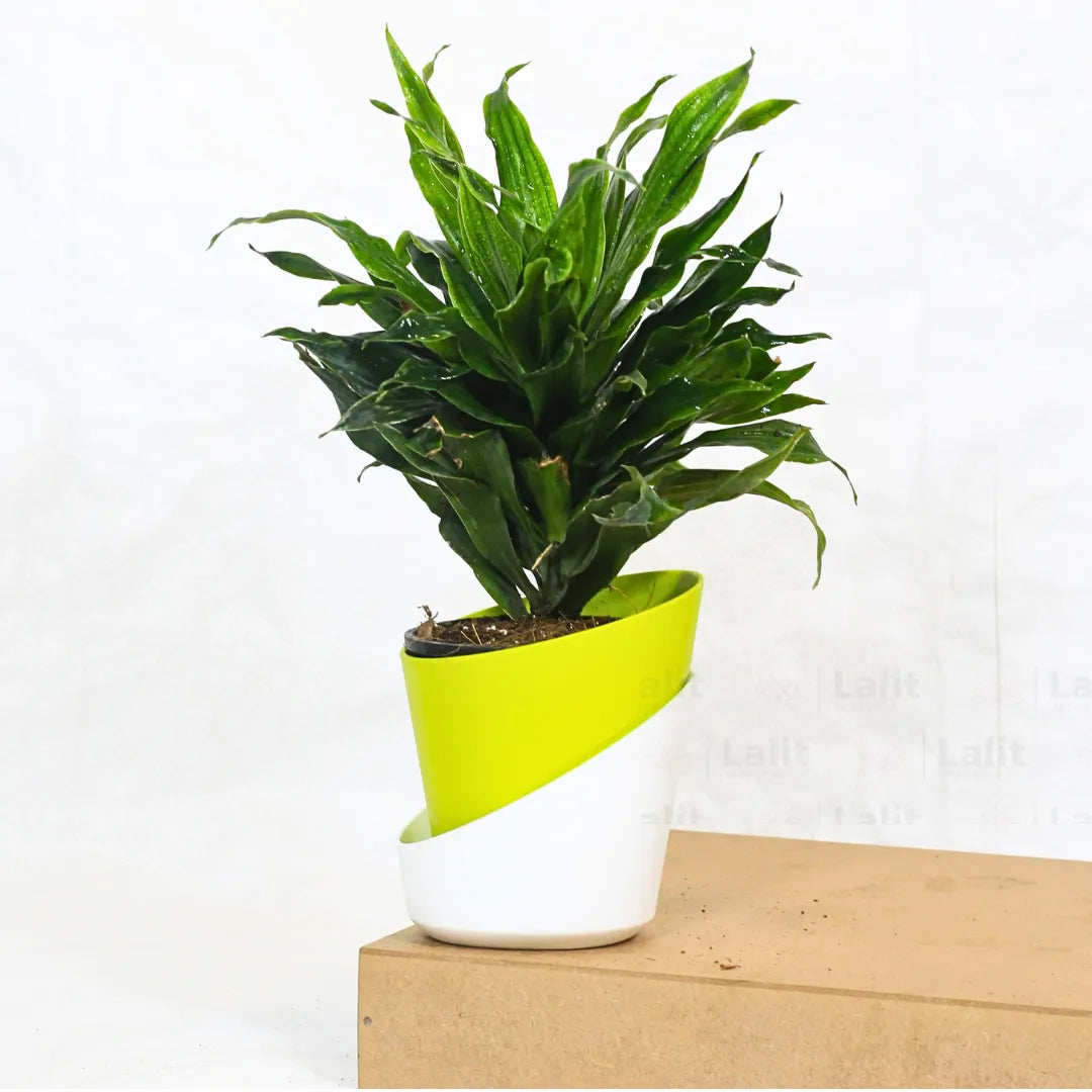 Buy Dracaena Compacta (Dracaena Deremensis) – Plant Online at Lalitenterprise