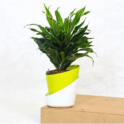 Buy Dracaena Compacta (Dracaena Deremensis) – Plant Online at Lalitenterprise