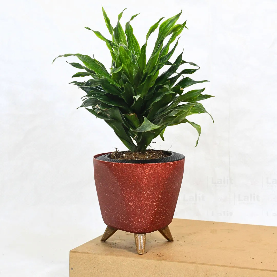 Buy Dracaena Compacta (Dracaena Deremensis) – Plant Online at Lalitenterprise