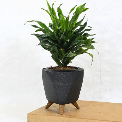 Buy Dracaena Compacta (Dracaena Deremensis) – Plant Online at Lalitenterprise