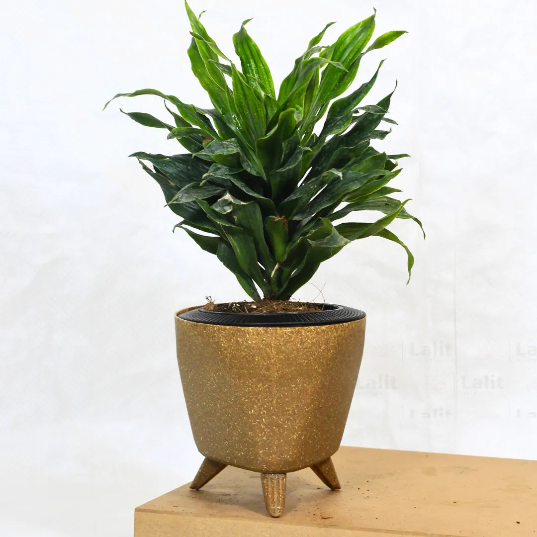 Buy Dracaena Compacta (Dracaena Deremensis) – Plant Online at Lalitenterprise