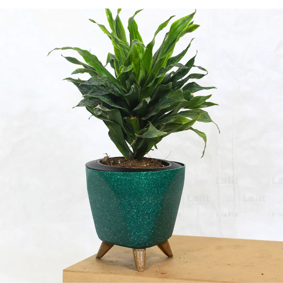 Buy Dracaena Compacta (Dracaena Deremensis) – Plant Online at Lalitenterprise