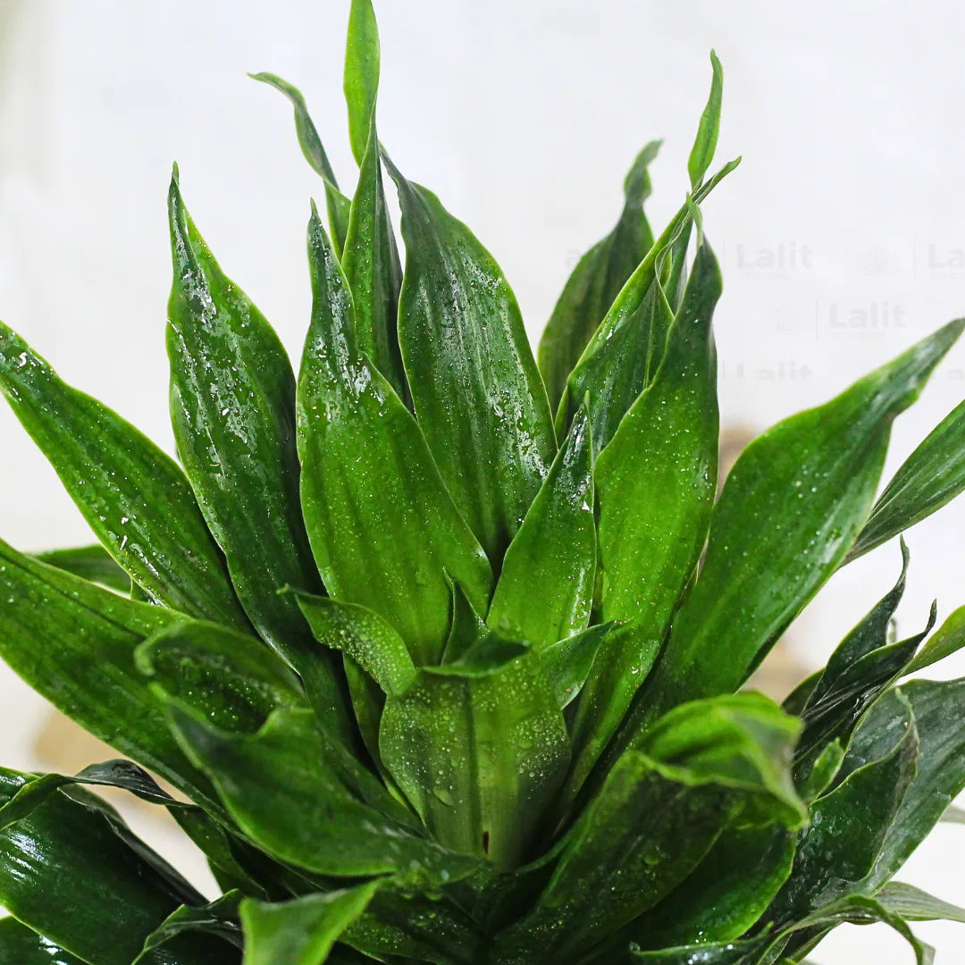 Buy Dracaena Compacta (Dracaena Deremensis) – Plant Online at Lalitenterprise