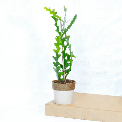 Buy Fishbone Cactus (Epiphyllum Anguliger)  - Plant Online at Lalitenterprise