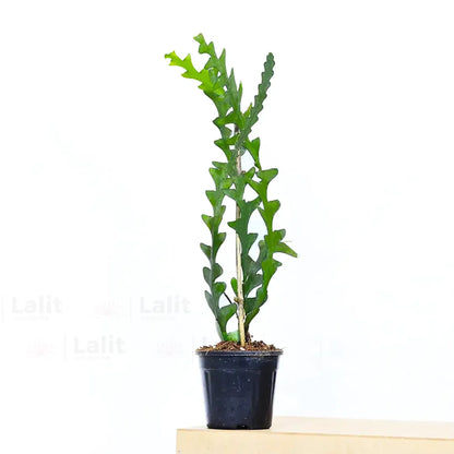 Buy Fishbone Cactus (Epiphyllum Anguliger)  - Plant Online at Lalitenterprise