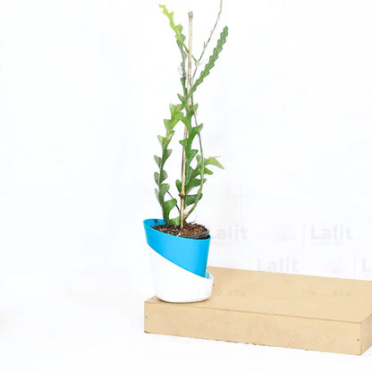 Buy Fishbone Cactus (Epiphyllum Anguliger)  - Plant Online at Lalitenterprise