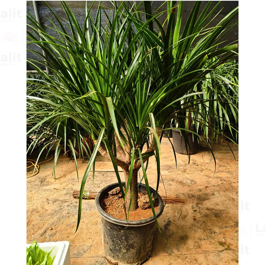 Buy Dracaena Draco "Multihead" - Plant Online at Lalitenterprise