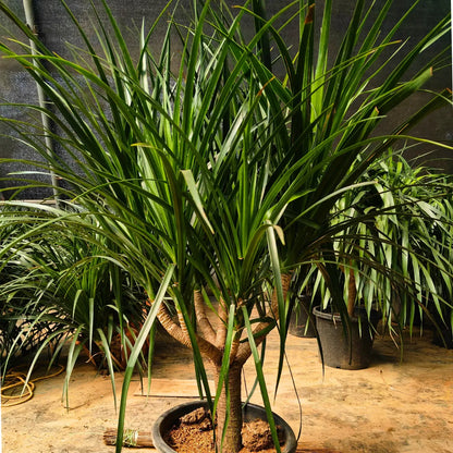 Buy Dracaena Draco "Multihead" - Plant Online at Lalitenterprise