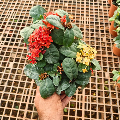 Buy 
Dwarf Ixora "Multicolor Flowering" - Plant
Online at Lalitenterprise