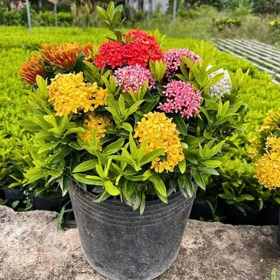 Buy 
Dwarf Ixora "Multicolor Flowering" - Plant
Online at Lalitenterprise