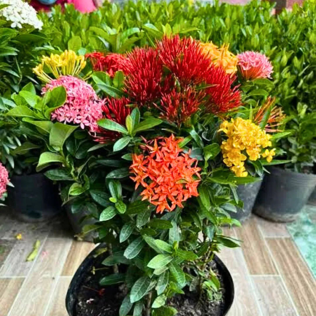 Buy 
Dwarf Ixora "Multicolor Flowering" - Plant
Online at Lalitenterprise