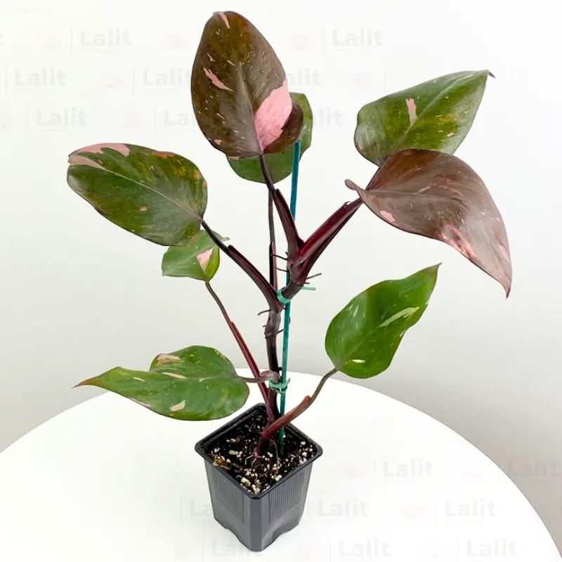 Buy Pink Princess (Philodendron Erubescens) - Plant Online at Lalitenterprise 