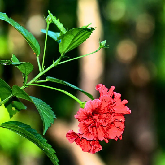 Buy Double Petal Hibiscus Plant "Red Color" - Plant Online at Lalitenterprise