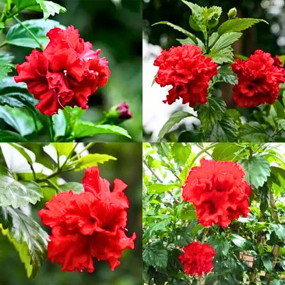 Buy Double Petal Hibiscus Plant "Red Color" Gudhal Double Petal - Plant Online at Lalitenterprise