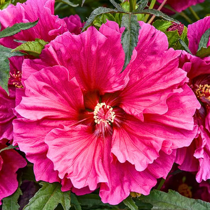 Buy 
Hibiscus "Pink" Hybrid - Plant Online at Lalitenterprise