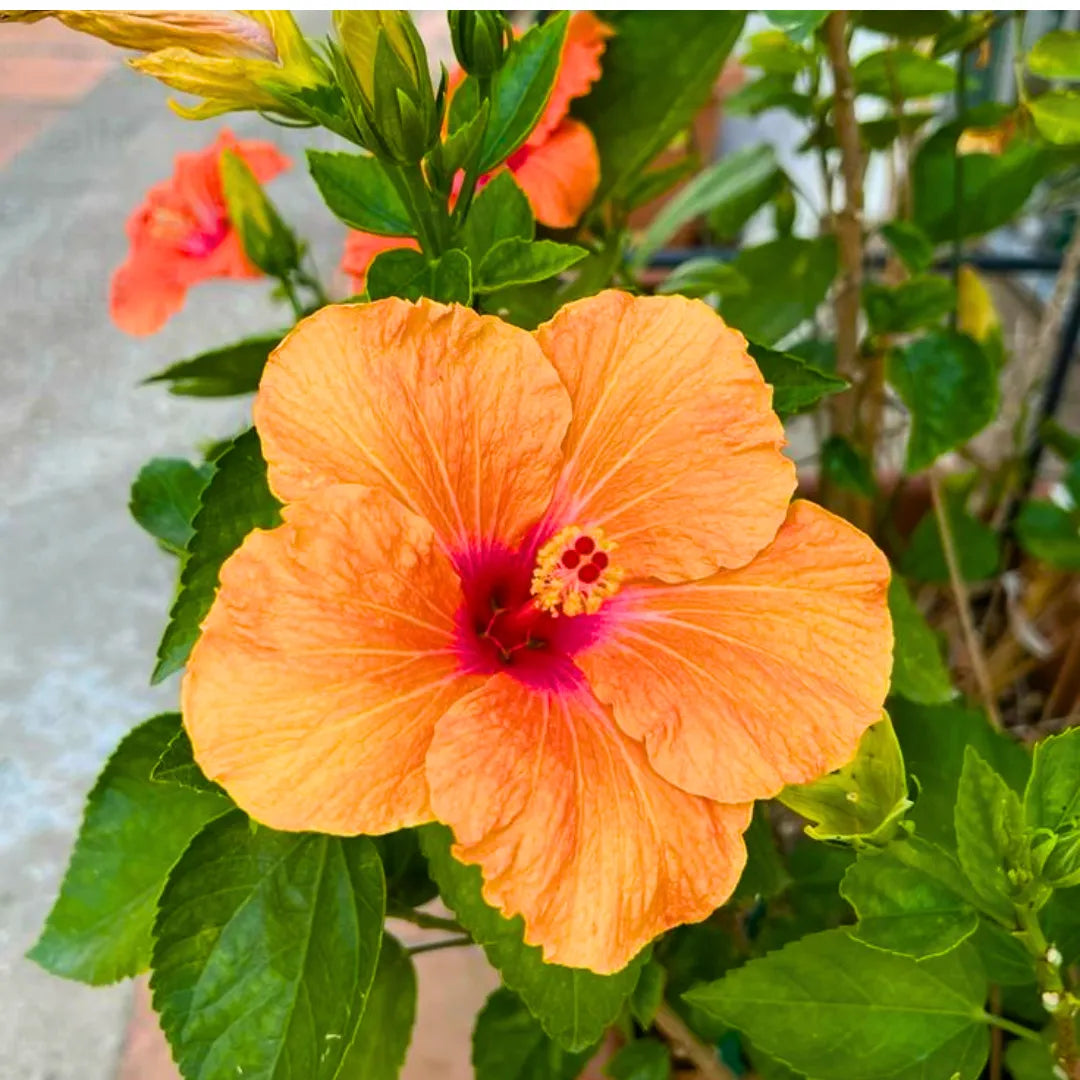 Buy 
Hibiscus "Orange" Hybrid - Plant Online at Lalitenterprise