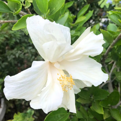 Buy 
Hibiscus "White" Hybrid - Plant Online at Lalitenterprise