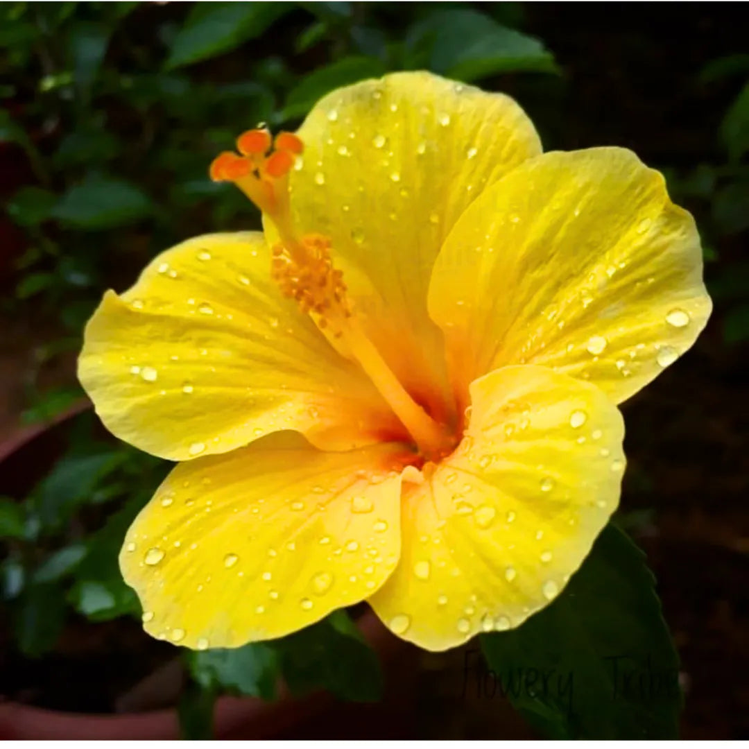 Buy 
Hibiscus "Yellow" Hybrid - Plant Online at Lalitenterprise